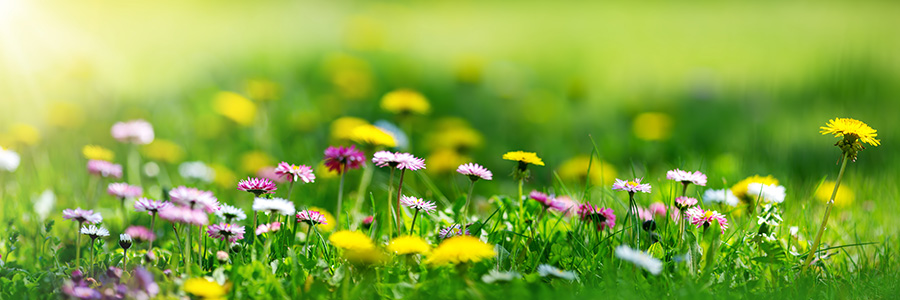 Wildflowers (no, not te famous painting)