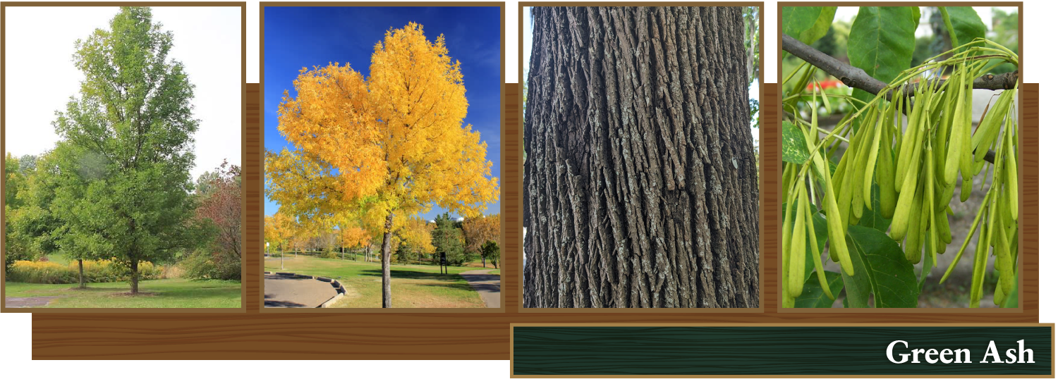Green Ash